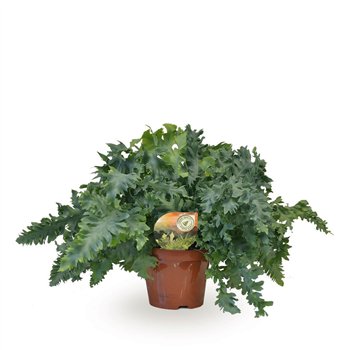 Phlebodium aureum davana 40cm 19cm Q4861