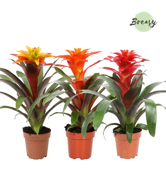 Guzmania 'Fiero' mix F00004877