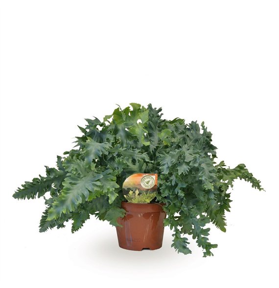 Phlebodium aureum davana 40cm 19cm Q4861