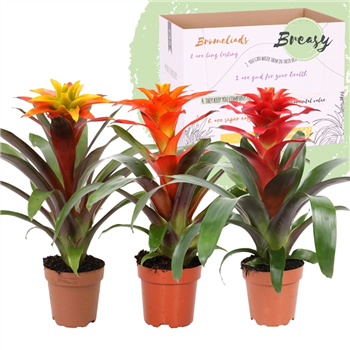 Guzmania 'Fiero' mix F00004494