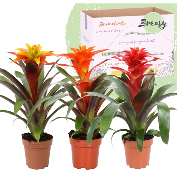 Guzmania 'Fiero' mix F00004494