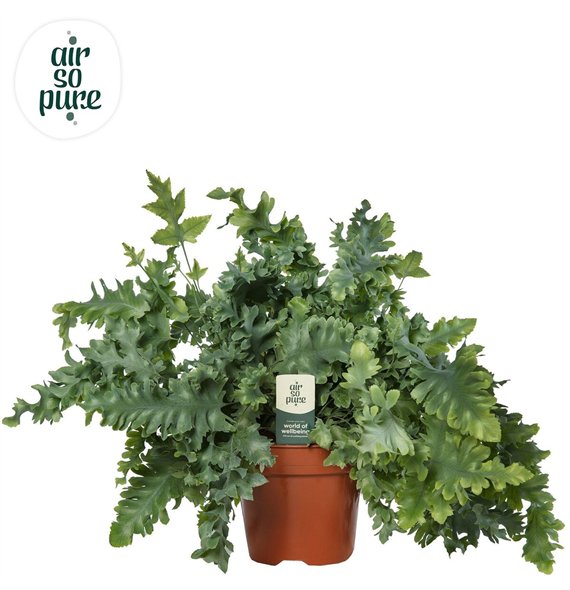 Phlebodium aureum davana Air So Pure 55cm 19cm Q4875