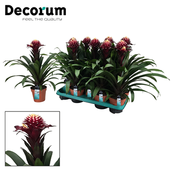 Guzmania 'Francesca' F00000320