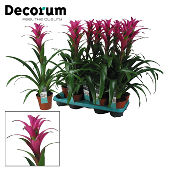 Guzmania 'Freya' F00001014