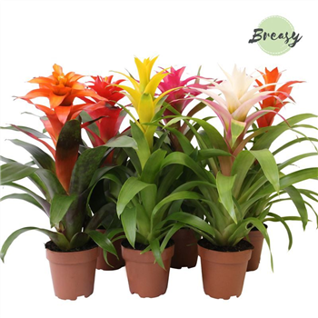 Guzmania 'Happy' mix F00004878