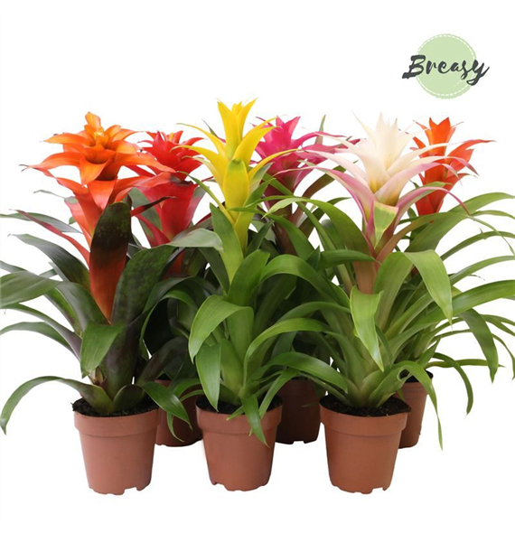 Guzmania 'Happy' mix F00004878