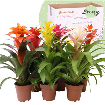 Guzmania 'Happy' mix F00004495