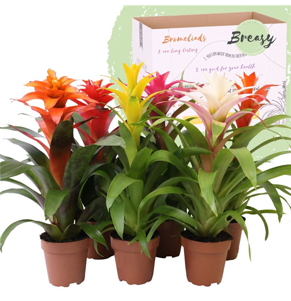 Guzmania 'Happy' mix F00004495