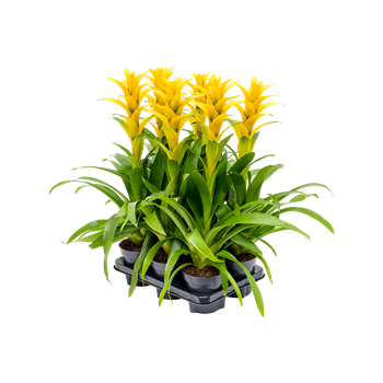 Guzmania 'Hilda' 6/tray 4GUZHIBP04