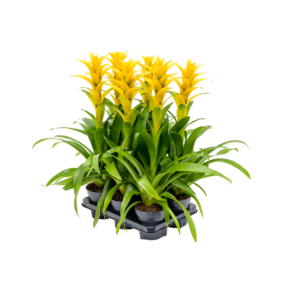 Guzmania 'Hilda' 6/tray 4GUZHIBP04