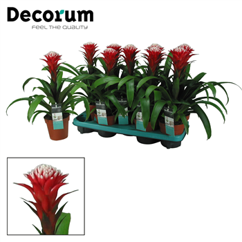 Guzmania 'Hope' F00001158