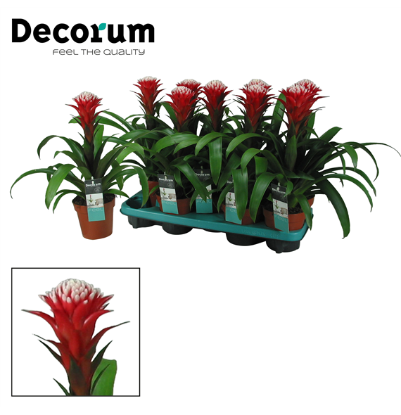Guzmania 'Hope' F00001158
