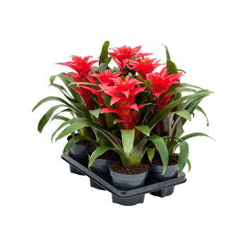 Guzmania 'Optima' 6/tray 4GUZOBP20