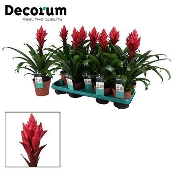 Guzmania 'Patricia' F00000325