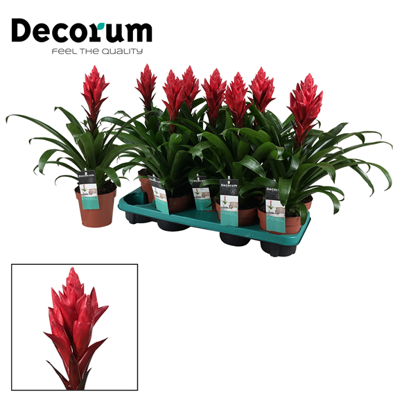 Guzmania 'Patricia' F00000325