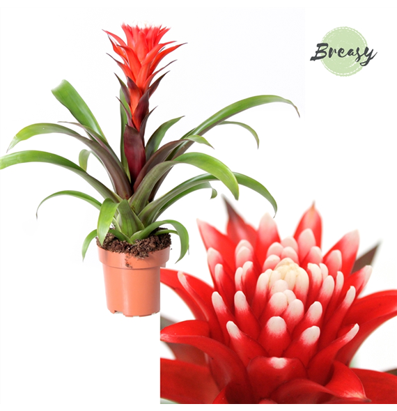Guzmania 'Rockyflower Hope' F00000094