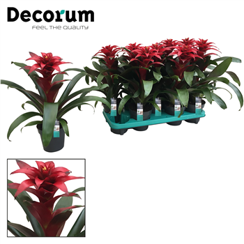 Guzmania 'Salinas' F00000327