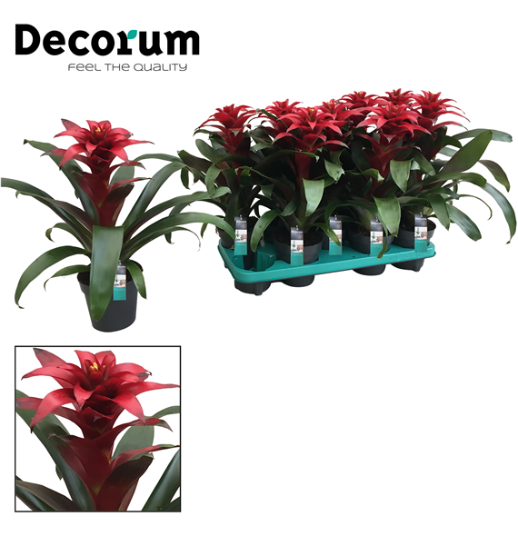 Guzmania 'Salinas' F00000327
