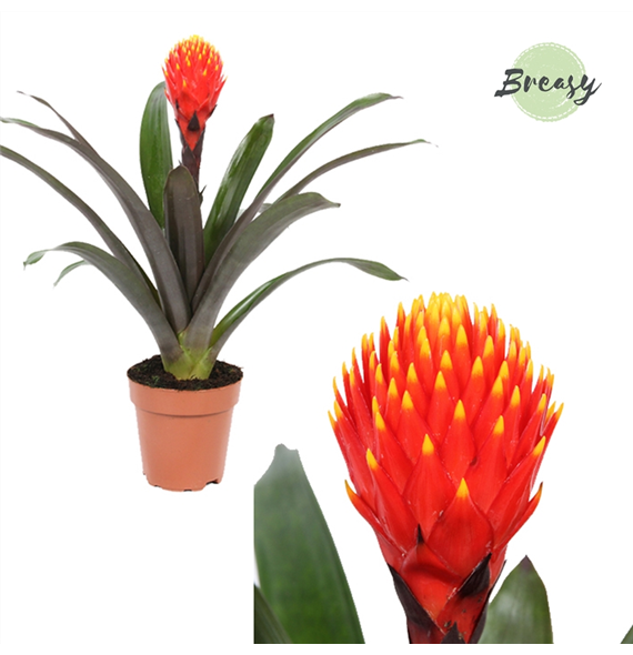 Guzmania 'Rockyflower Tala' F00000257