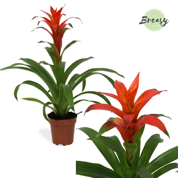 Guzmania 'Suerte Orange' F00000199