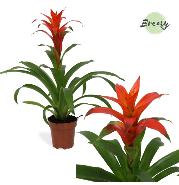Guzmania 'Suerte Orange' F00000199