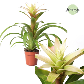 Guzmania 'Suerte White' F00000201