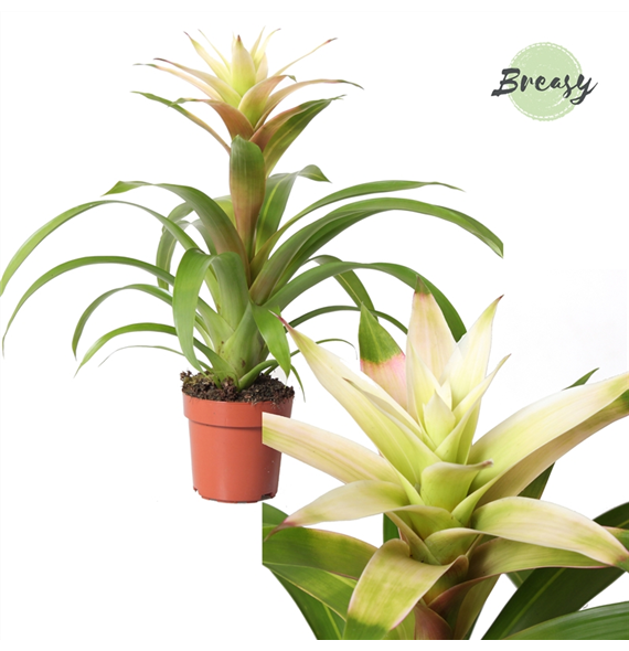 Guzmania 'Suerte White' F00000201
