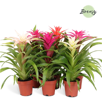 Guzmania 'Sweet' F00000172