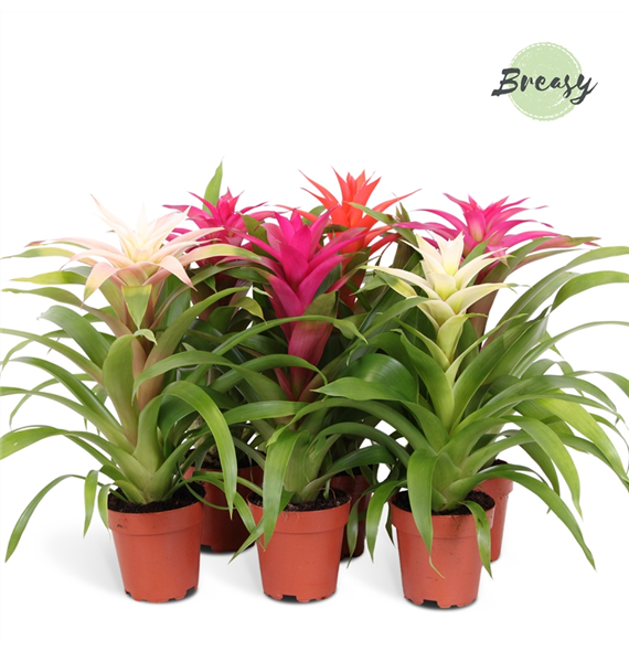 Guzmania 'Sweet' F00000172