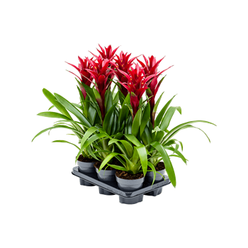 Guzmania 'Switch' 6/tray 4GUZSBP12