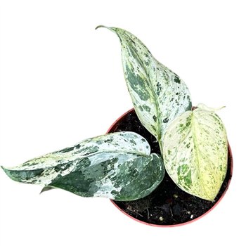 Scindapsus Jade Satin Marble 2 5 - 4 9 cm 1 pp 2.5cm 10.5cm Q5351