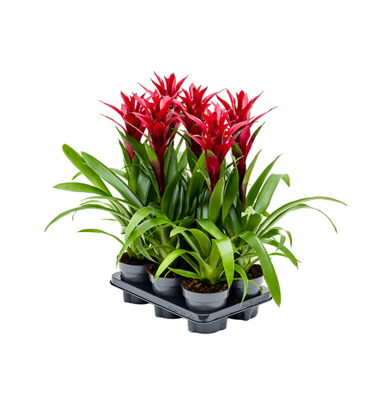 Guzmania 'Switch' 6/tray 4GUZSBP12