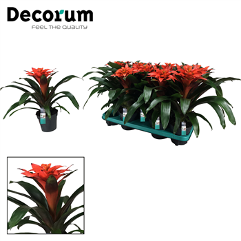 Guzmania 'Tutti Frutti' F00001892