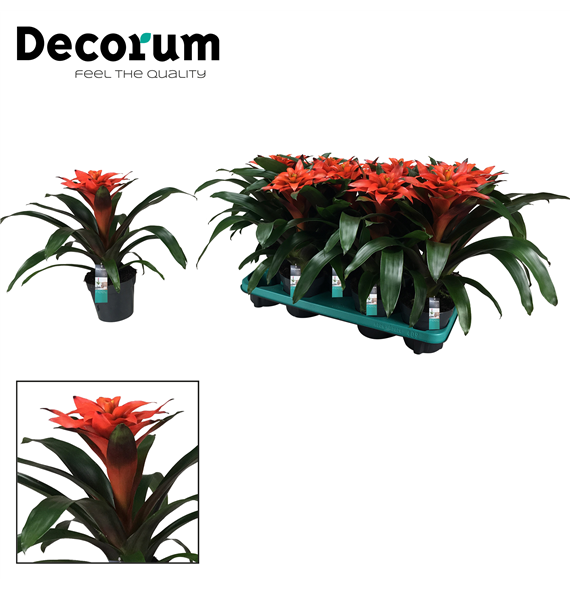 Guzmania 'Tutti Frutti' F00001892
