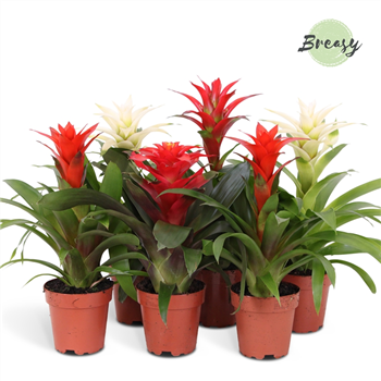 Guzmania 'Urban' F00000173