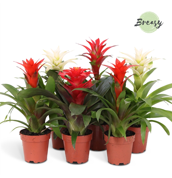 Guzmania 'Urban' F00000173