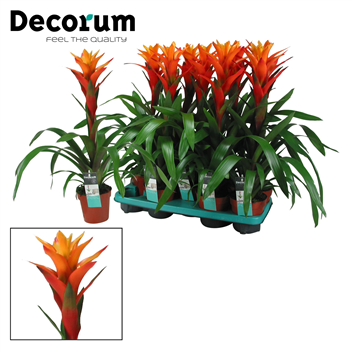 Guzmania 'Variada' F00004796