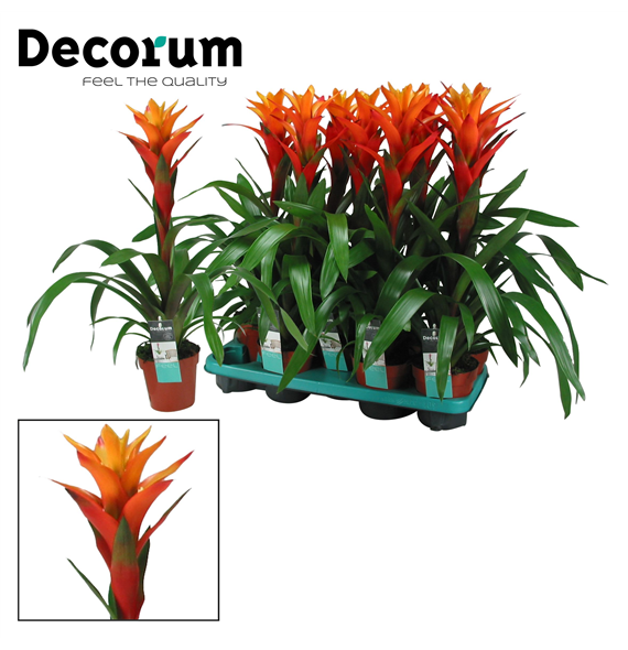 Guzmania 'Variada' F00004796