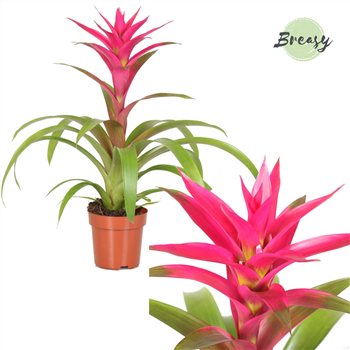 Guzmania 'Voila' F00002840
