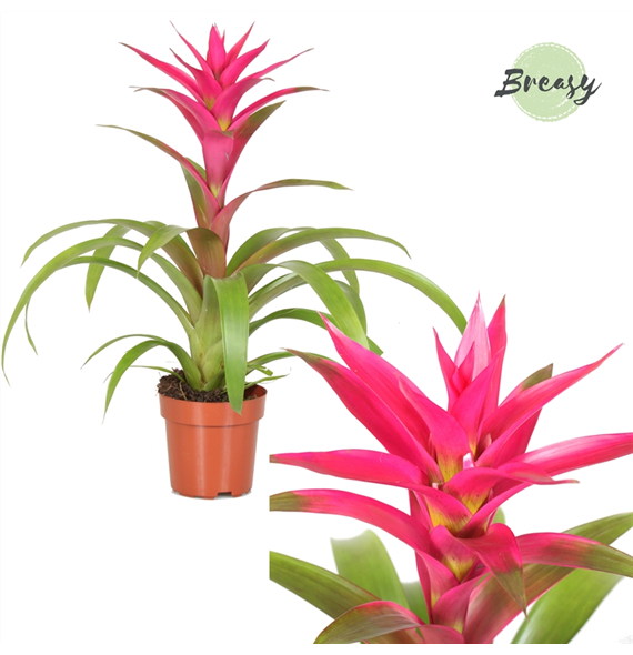 Guzmania 'Voila' F00002840