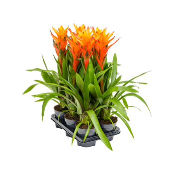 Guzmania 'Variada' 6/tray 4GUZVBP10