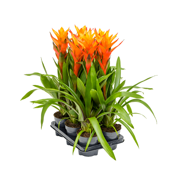 Guzmania 'Variada' 6/tray 4GUZVBP10