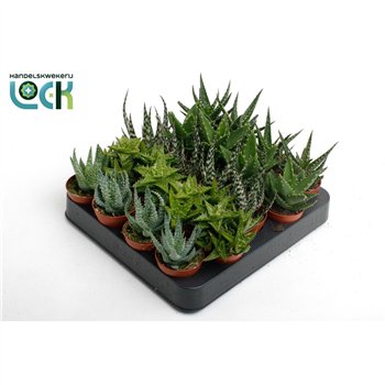 Aloe mix 10cm 5.5cm Q237