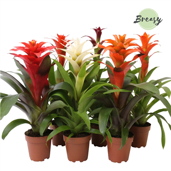 Guzmania Classic mix F00000167