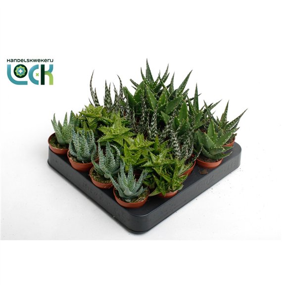 Aloe mix 10cm 5.5cm Q237