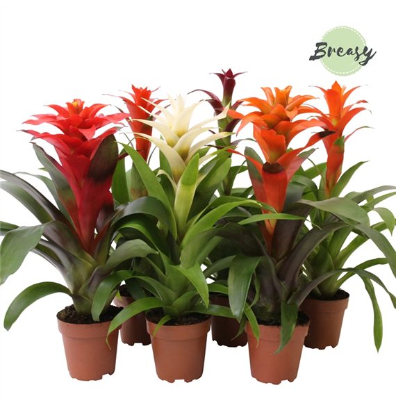 Guzmania Classic mix F00000167