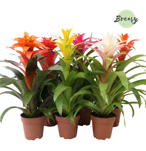 Guzmania Cupcake Mix F00000168