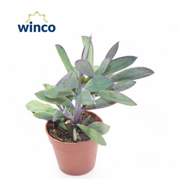 Senecio crassissimus Crassisimus 12cm 5.5cm Q366