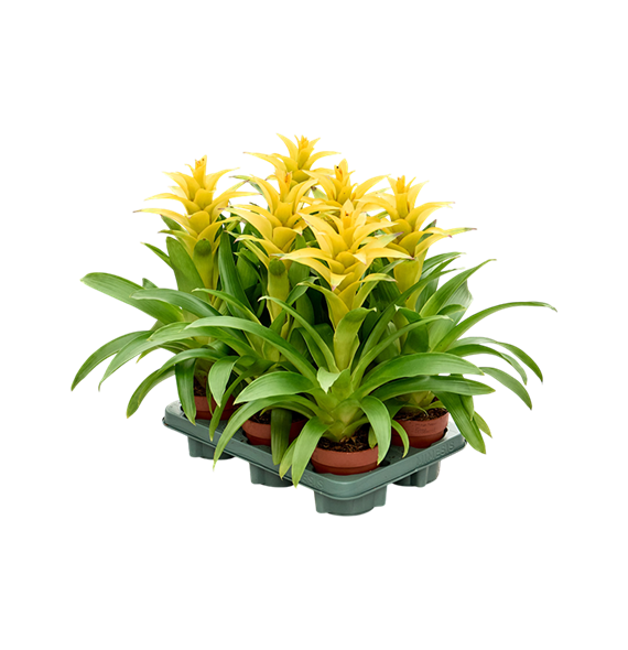Guzmania Diana 6/tray F00000090