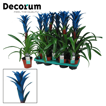 Guzmania Ocean Blue F00000315